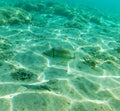 Underwater picture of a Picasso Trigger fish in the Red Sea Royalty Free Stock Photo