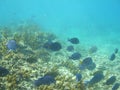 Underwater picture of a swimming group of fish