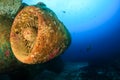 Underwater plane wreck Royalty Free Stock Photo