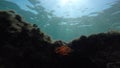 Underwater plant with sun rays