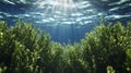 Underwater plants absorbing carbon dioxide in a blue carbon ecosystem, visualizing carbon sequestration Royalty Free Stock Photo