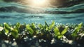 Underwater plants absorbing carbon dioxide in a blue carbon ecosystem, visualizing carbon sequestration Royalty Free Stock Photo