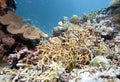 Underwater plants in Australia, corals, deep blue and clear sea
