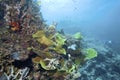 Underwater plants, corals, colorful creatures in Australia