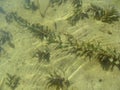 Underwater plants Potamogeton perfoliatus on the sandy bottom and wavy lines of glare on the surface of the water. Beautiful