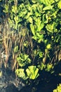 Underwater plants