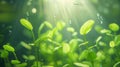A Underwater Plants Sunlight Royalty Free Stock Photo