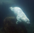 Underwater Polar Bear