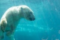 Underwater Polar Bear