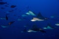 Eagle ray manta while diving in Maldives Royalty Free Stock Photo