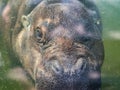 Underwater portrait of pygmy hippopotamus or Choeropsis liberiensis Royalty Free Stock Photo