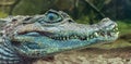 Underwater Portrait view of a Spectacled Caiman Royalty Free Stock Photo
