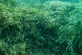 Underwater Posidonia Oceanica seagrass seen in the mediterranean sea with clear blue water. Meadows of this algae are important