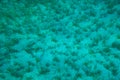 Underwater Posidonia Oceanica seagrass seen in the mediterranean sea with clear blue water. Meadows of this algae are important