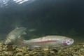 Underwater Rainbow trout Oncorhynchus mykiss