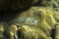 Underwater Rainbow trout Oncorhynchus mykiss