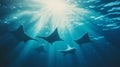 Underwater Rays Swimming in Sunlight Royalty Free Stock Photo