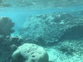 Underwater recordings in Aqaba Jordan Coral with colored fish Royalty Free Stock Photo