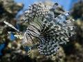 Underwater red lionfish with emotion hold a grudge