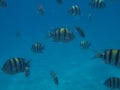 Underwater Red sea Egypt Taba fish Royalty Free Stock Photo