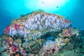 Underwater Reef in Fiji