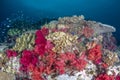 Underwater Reef in Fiji