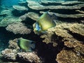 Underwater reef Perth Australia Royalty Free Stock Photo