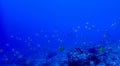 Underwater Reef with Tropical Fish and Hammerhead Shark in Distance