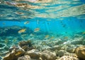 Underwater reef with various fishes and blue sky background.Macro.AI Generative