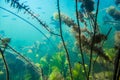 Underwater river landscape Royalty Free Stock Photo