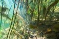Underwater river landscape Royalty Free Stock Photo
