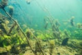 Underwater river landscape with little fish Royalty Free Stock Photo