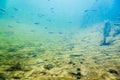Underwater river landscape with little fish Royalty Free Stock Photo