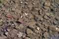 Underwater riverbed rocks in a river Royalty Free Stock Photo