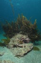 Underwater rock covered in seaweed