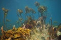 Underwater rock with some kelp