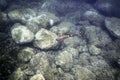 Underwater Rocks and Pebbles Seabed Royalty Free Stock Photo