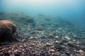 Underwater Rocks and Pebbles on the Seabed Royalty Free Stock Photo