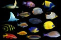 Lot of saltwater group of aquatic animals in black background