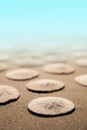 Underwater Sand Dollars