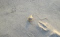 Underwater Sand Pattern and Small Seashell - Natural Abstract Texture Background