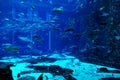 Underwater scene through big aquarium wall with various species of fishes Royalty Free Stock Photo