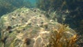 Underwater scene of the Black Sea rocks with Rusty blennies and hermit crabs