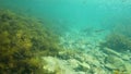 Slow-motion underwater seascape of Black Sea