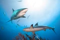 Caribbean reef sharks. Royalty Free Stock Photo