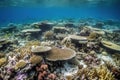 Underwater scene of a coral reef, but the corals are bleaching white, dying off due to rising ocean temperatures. Tropical fish