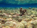 Underwater Scene With Coral Reef And Exotic Fishes, wild life animal in Mediterranean sea Royalty Free Stock Photo