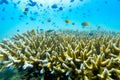 Underwater scene with coral reef and fish,Sea in Phuket Royalty Free Stock Photo