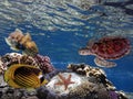 Underwater scene. Coral reef and turtle in clear ocean water