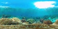 Coral reef and tropical fish underwater 360VR. Panglao, Philippines. Royalty Free Stock Photo